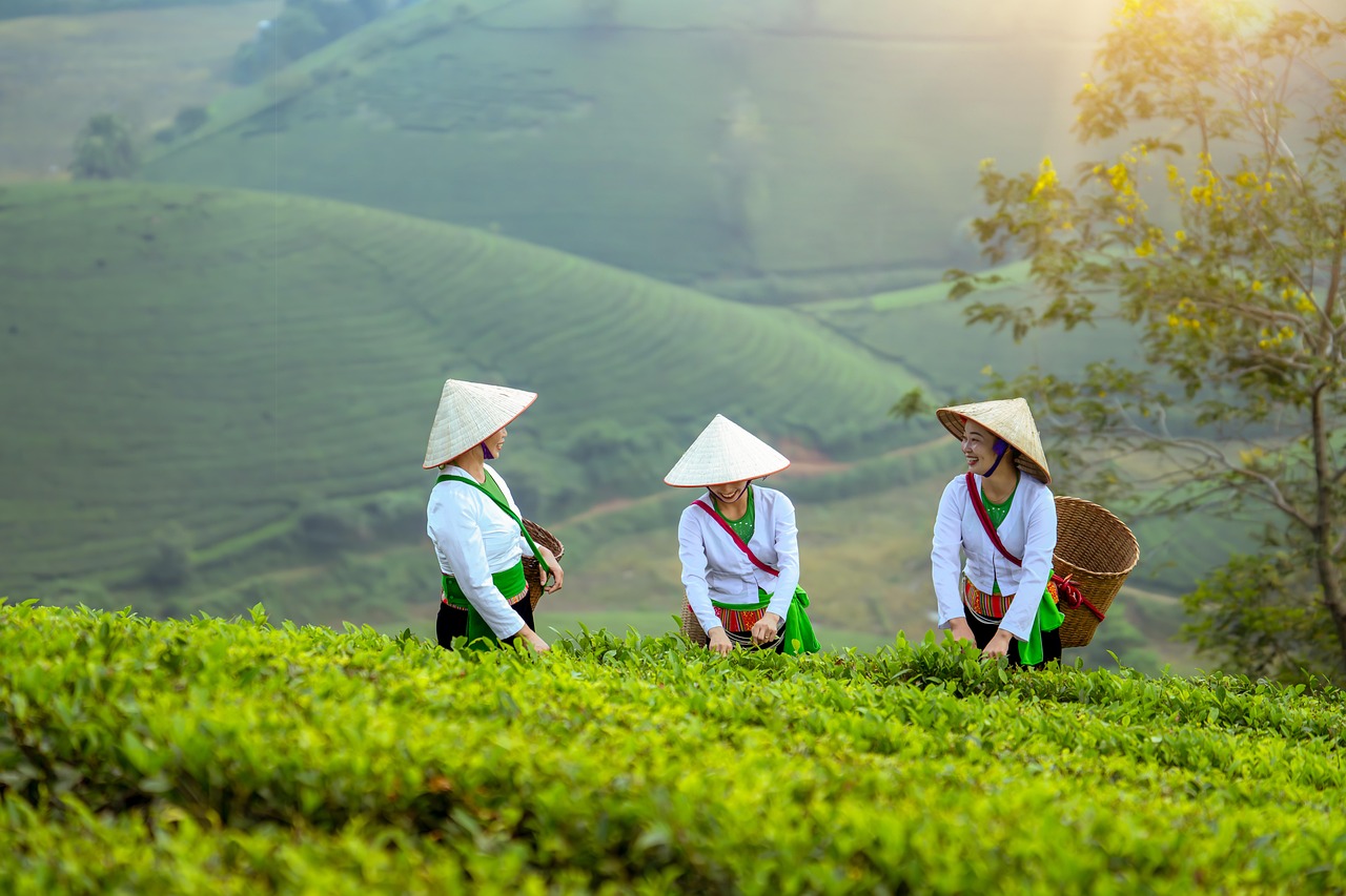 tobacco farmers handshake field