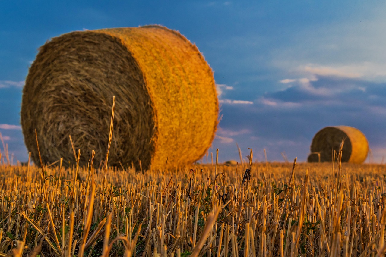 tobacco warehouse bales